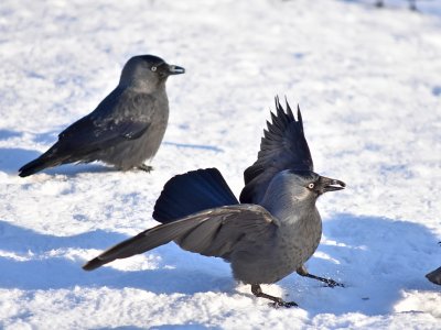 Jackdaw