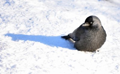 Jackdaw