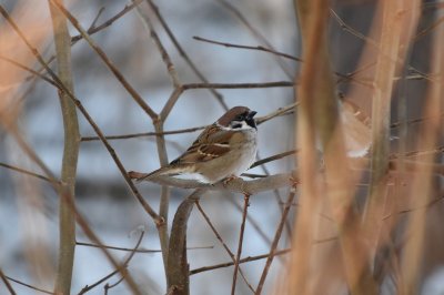 Eurasian tree sparrow