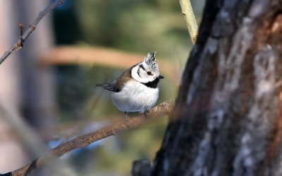 Crested Tit