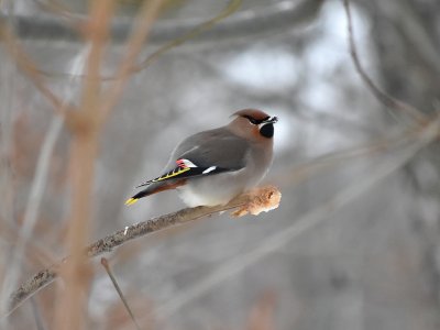 Bohemian waxwing