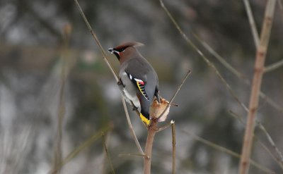 Bohemian waxwing