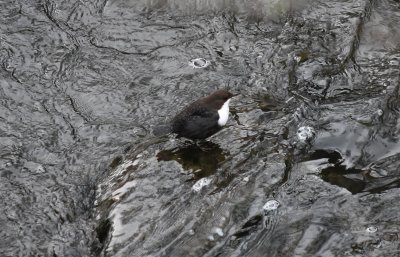 White-throated Dipper
