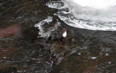 White-throated Dipper