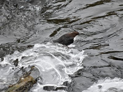 White-throated Dipper