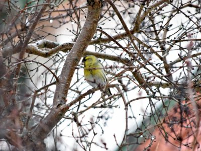 Eurasian Siskin