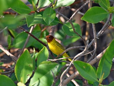 Mangrove warbler