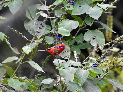 Red warbler