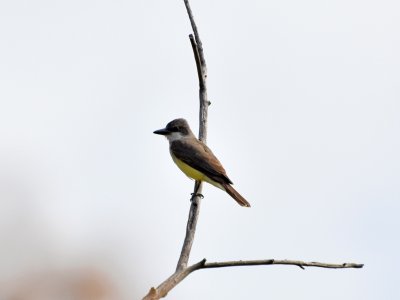 Thick-billed kingbird