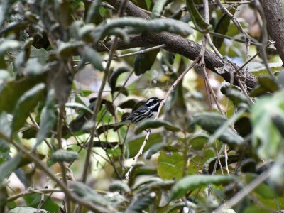 Black-throated gray warbler