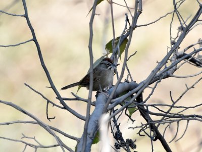 Rusty sparrow