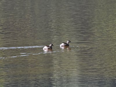 Least grebes