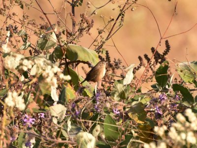 Botteris sparrow
