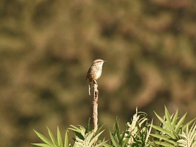 Spotted wren