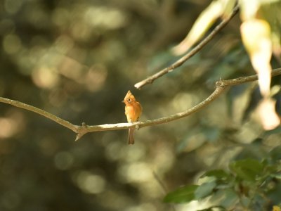 Tufted flycatcher