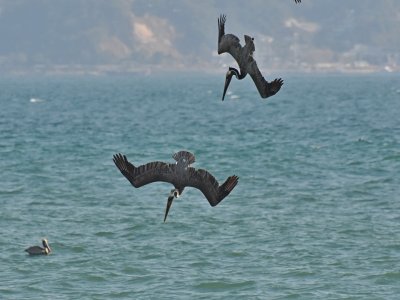 Pelican dive
