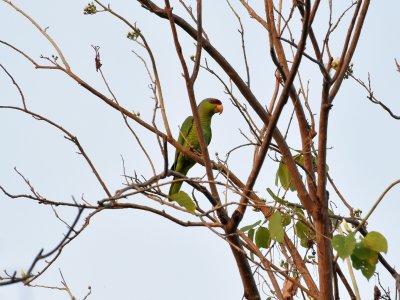 Lilac-crowned parrot
