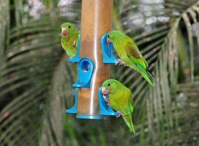 Orange-chinned Parakeet at Balboa Inn