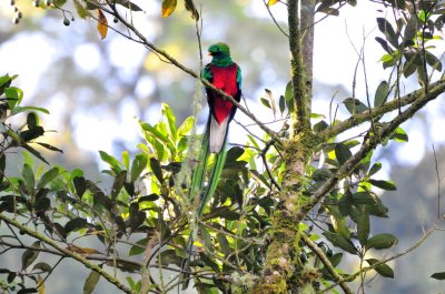 Resplendent Quetzal