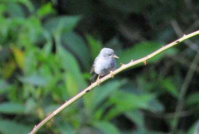 Peg-billed Finch