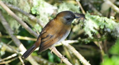 Black-billed Nightingale-thrush