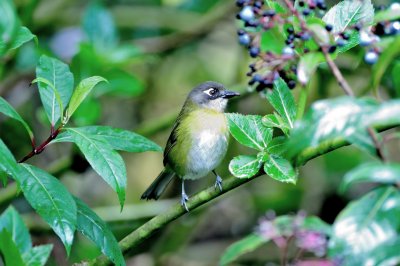 Common Bush-tanager