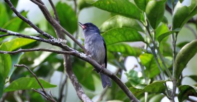 Slaty Flowerpiercer