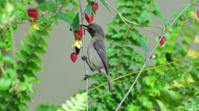 Slaty Flowerpiercer