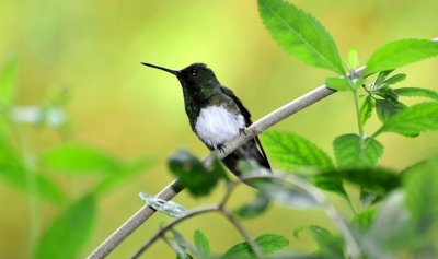 Snowy-bellied Hummingbird