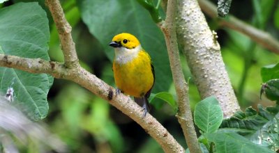 Silver-throated Tanager