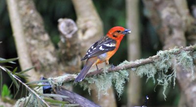 Flame-colored Tanager