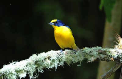 Thick-billed Euphonia