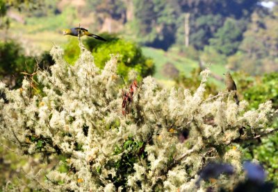 Long-tailed Silky Flycatchers