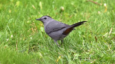 Gray catbird