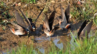 Cliff Swallows gathering mud