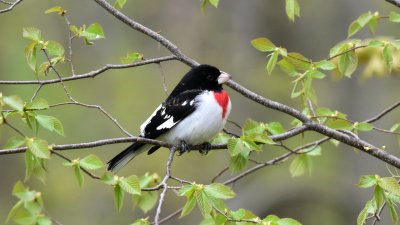 RB Grosbeak06.jpg