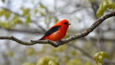 Scarlet tanager05.jpg