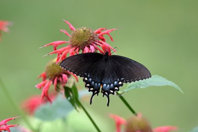 Lepidoptera