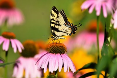 Tiger swallowtail01.jpg