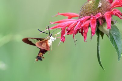 Hummingbird clearwing moth03.jpg
