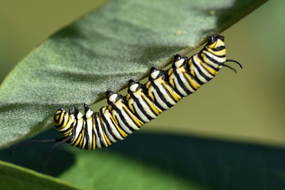 Monarch caterpillar01.jpg