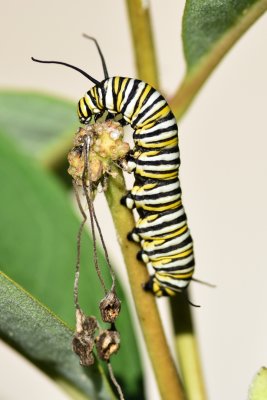 Monarch caterpillar02.jpg