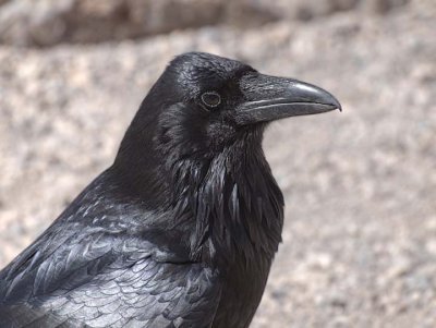 Raven 2197