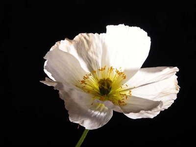 Poppy 6198902-3