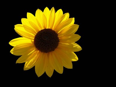 Sunflower 8229727