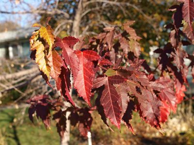 Fall colours 2811