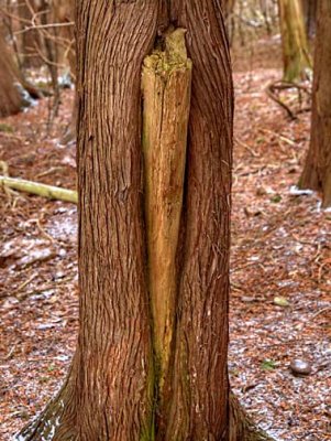 Nature  C269297