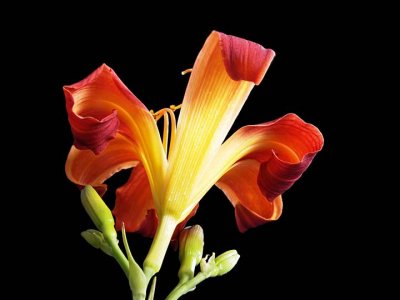 Day lily 7136426-8