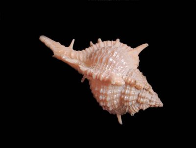 Shell 6164704-7