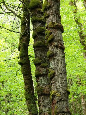 Nature 5092278